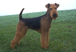 airedale coat