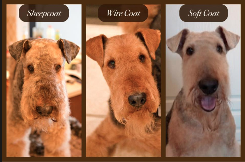 Airedale Breed Info - Airedale Terrier 